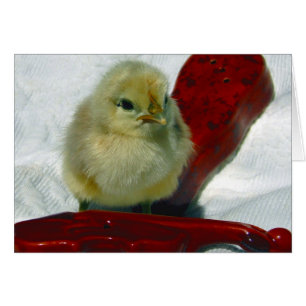 Musical Chick