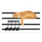 Musical tabby kitty cat