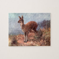 Musk Deer by CE Swan, Vintage Wild Animals