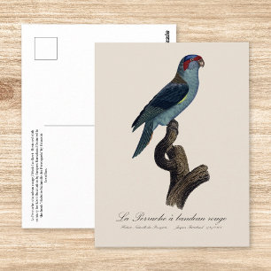 Musk Lorikeet, Trichoglossus Concinnus Postcard