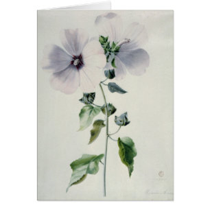 Musk Mallow, 18th century
