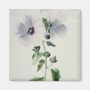 Musk Mallow, 18th century Magnet