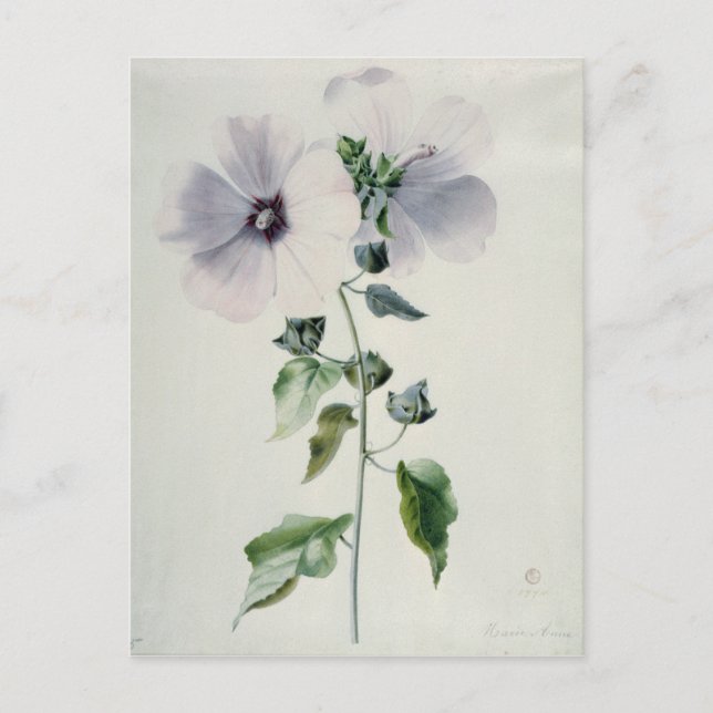Musk Mallow, 18th century Postcard (Front)