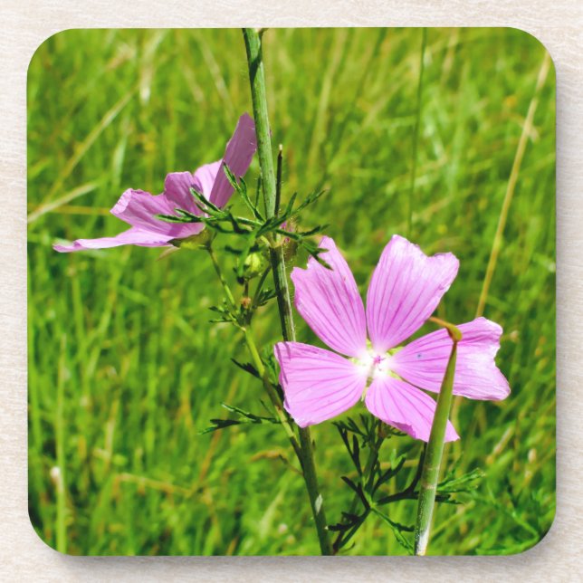Musk-mallow Coaster (Front)