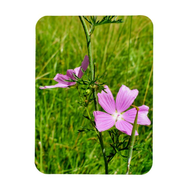 Musk-mallow Magnet (Vertical)