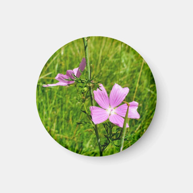 Musk-mallow Magnet (Front)