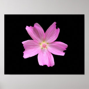 Musk-mallow Poster