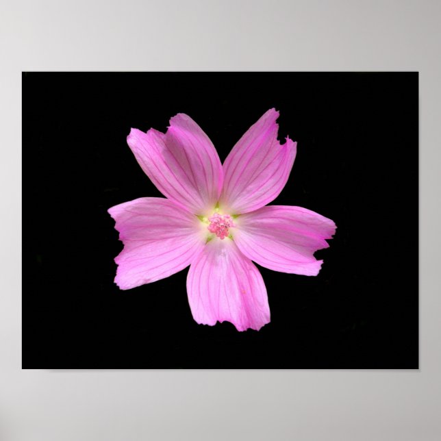 Musk-mallow Poster (Front)