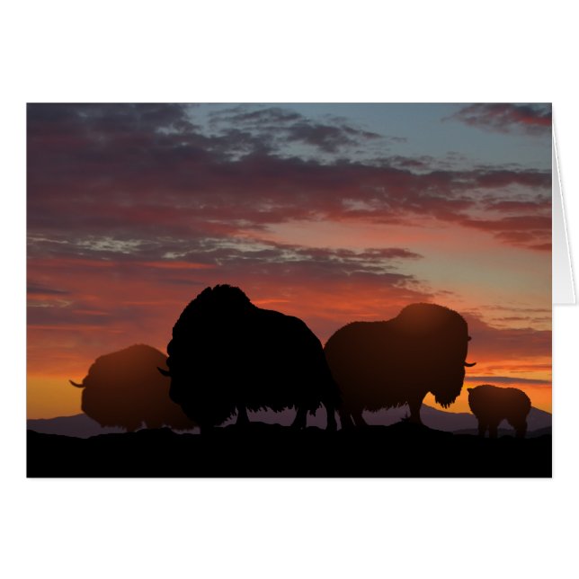 Musk Ox (Front Horizontal)