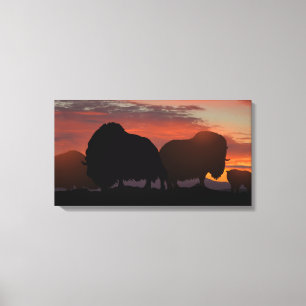 Musk Ox Canvas Print