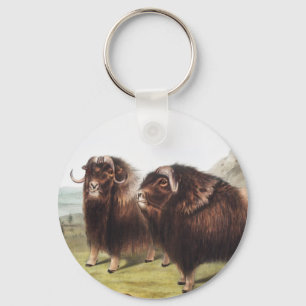 Musk Ox (Ovibos moschatus) Illustration Keychain