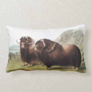 Musk Ox (Ovibos moschatus) Illustration Lumbar Pillow