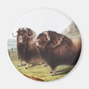 Musk Ox (Ovibos moschatus) Illustration Magnet
