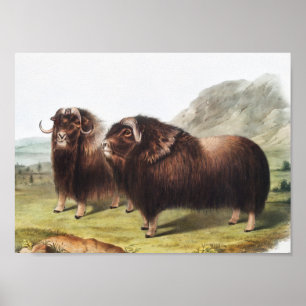 Musk Ox (Ovibos moschatus) Illustration Poster