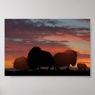 Musk Ox Poster