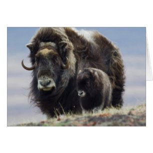 Musk Ox with Calf