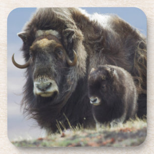 Musk Ox with Calf Coaster