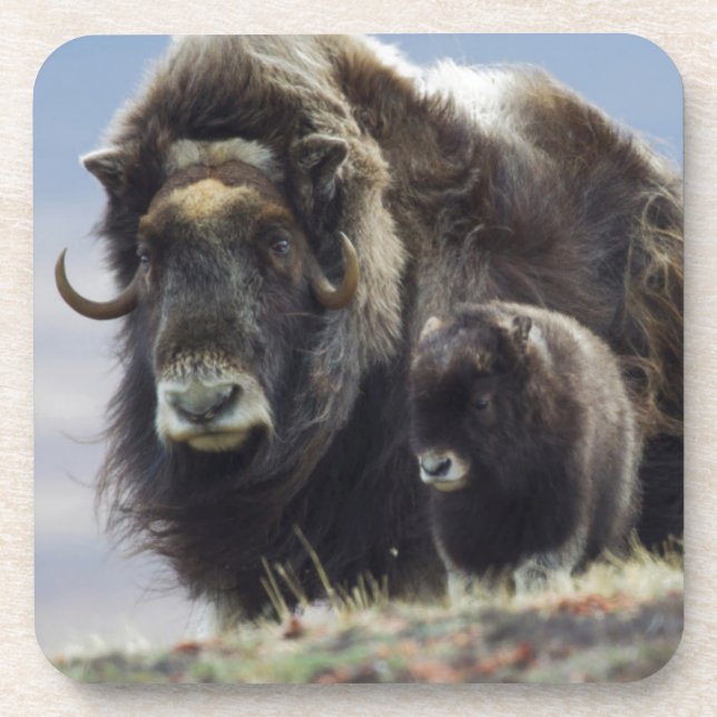 Musk Ox with Calf Coaster (Front)