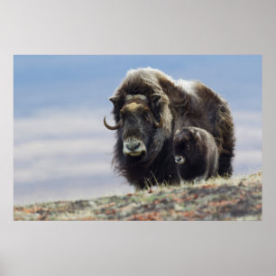 Musk Ox with Calf Poster