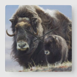 Musk Ox with Calf Square Wall Clock