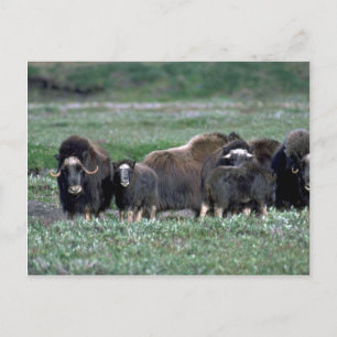 Musk Oxen herd on tundra Postcard