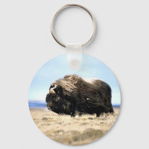 Musk Oxen Keychain