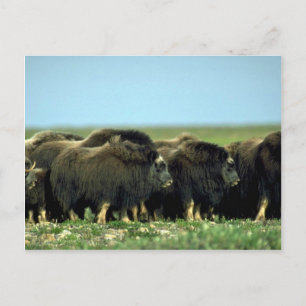 Musk Oxen Postcard