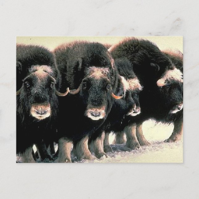 Musk Oxen Postcard (Front)