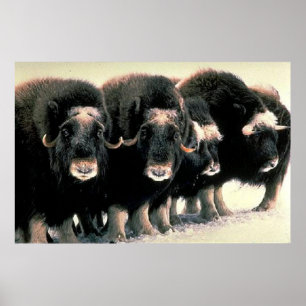 Musk Oxen Poster