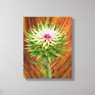 Musk Thistle (Carduus nutans) Canvas Print