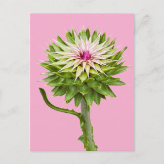 Musk Thistle (Carduus nutans) Postcard
