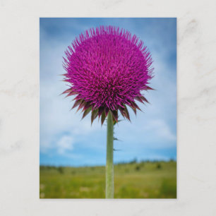 Musk Thistle Photo Postcard