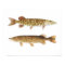 Muskie & Pike Art Poster