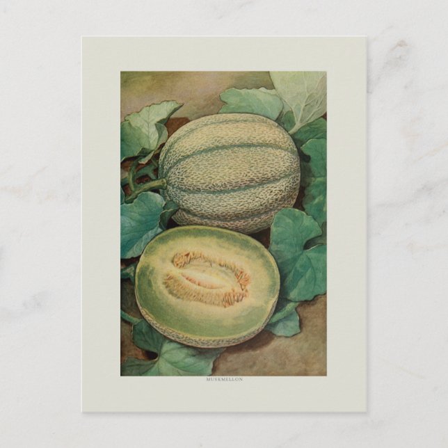 Muskmellon Postcard (Front)