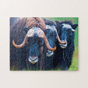 Muskox Alaska. Jigsaw Puzzle