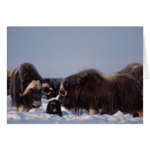 muskox, Ovibos moschatus, bull and cow