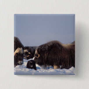 muskox, Ovibos moschatus, bull and cow 2 Inch Square Button