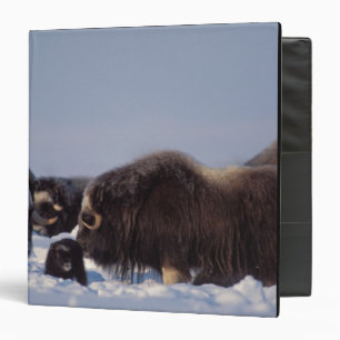 muskox, Ovibos moschatus, bull and cow Binder