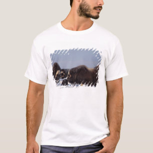 muskox, Ovibos moschatus, bull and cow T-Shirt