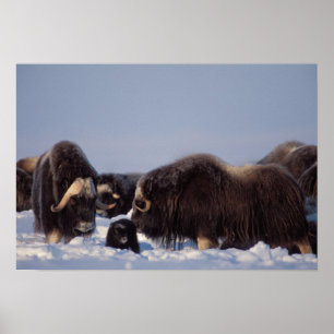 muskox, Ovibos moschatus, bull and cow with Poster