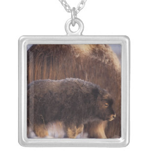 muskox, Ovibos moschatus, cow and newborn calf 2 Silver Plated Necklace