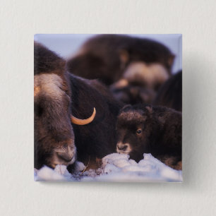 muskox, Ovibos moschatus, cow with newborn, 2 Inch Square Button