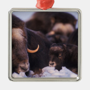 muskox, Ovibos moschatus, cow with newborn, Metal Ornament