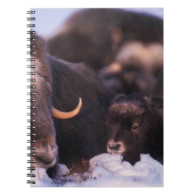muskox, Ovibos moschatus, cow with newborn, Notebook (Front)
