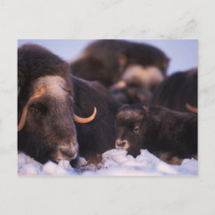 muskox, Ovibos moschatus, cow with newborn, Postcard