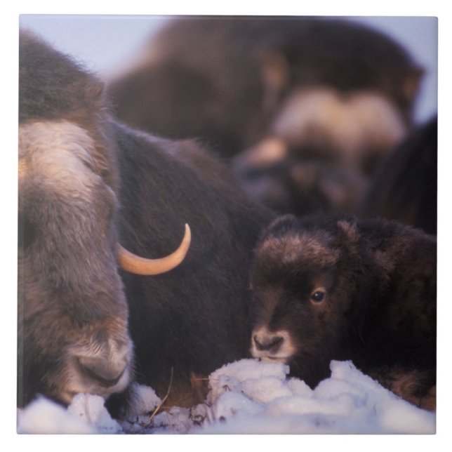 muskox, Ovibos moschatus, cow with newborn, Tile (Front)