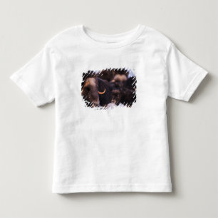 muskox, Ovibos moschatus, cow with newborn, Toddler T-shirt
