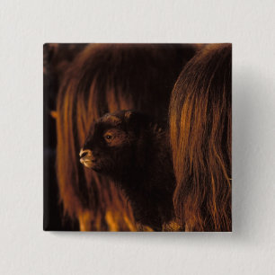 muskox, Ovibos moschatus, newborn calf 2 Inch Square Button
