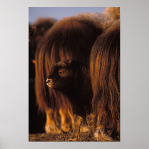 muskox, Ovibos moschatus, newborn calf Poster