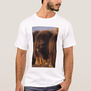 muskox, Ovibos moschatus, newborn calf T-Shirt